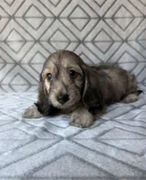 Mary - Cream Brindle Dapple Silky Wirehair Dachshund, a female Miniature Dachshund for sale in Pauls Valley, OK – 7 of 10