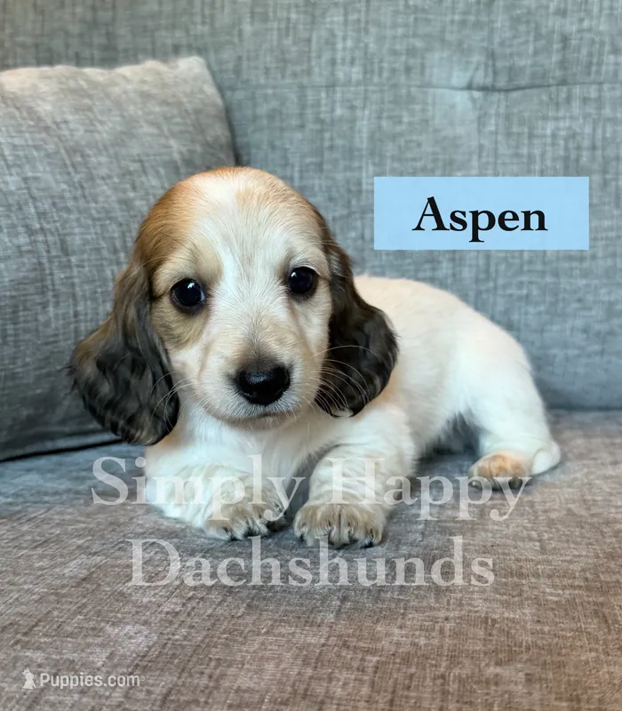 Aspen - Cream Piebald Longhair Dachshund – Miniature Dachshund puppy for sale in Pauls Valley, OK