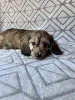 Mary - Cream Brindle Dapple Silky Wirehair Dachshund, a female Miniature Dachshund for sale in Pauls Valley, OK – 9 of 10