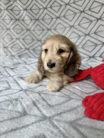 Albert - Cream Silky Wirehair Dachshund, a male Miniature Dachshund for sale in Pauls Valley, OK – 6 of 10