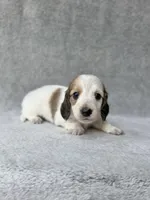 Aspen - Cream Piebald Longhair Dachshund, a male Miniature Dachshund for sale in Pauls Valley, OK – 5 of 10