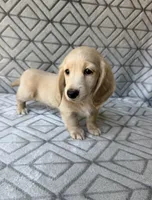 Caroline - Cream Longhair Dachshund, a female Miniature Dachshund for sale in Pauls Valley, OK – 9 of 10
