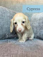 Cypress - Cream Longhair, a male Miniature Dachshund for sale in Pauls Valley, OK – 9 of 10