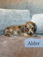 Alder - Cream Brindle Dapple Longhair Dachshund, a male Miniature Dachshund for sale in Pauls Valley, OK – 9 of 10