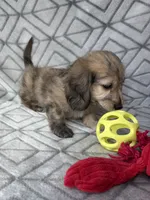 Carrie - Cream Brindle Dapple Silky Wirehair Dachshund, a female Miniature Dachshund for sale in Pauls Valley, OK – 8 of 10