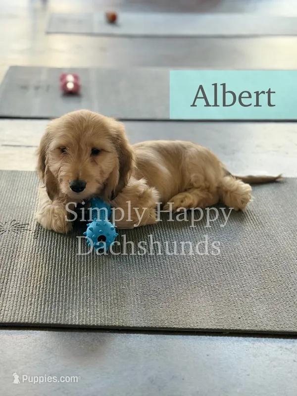 Albert - Cream Silky Wirehair Dachshund – Miniature Dachshund puppy for sale in Pauls Valley, OK