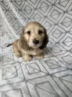 Albert - Cream Silky Wirehair Dachshund, a male Miniature Dachshund for sale in Pauls Valley, OK – 5 of 10