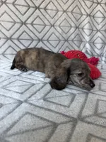 Laura - Cream Brindle Longhair Dachshund , a female Miniature Dachshund for sale in Pauls Valley, OK – 9 of 10