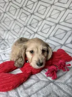 Albert - Cream Silky Wirehair Dachshund, a male Miniature Dachshund for sale in Pauls Valley, OK – 8 of 10