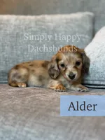 Alder - Cream Brindle Dapple Longhair Dachshund, a male Miniature Dachshund for sale in Pauls Valley, OK – 4 of 10