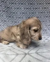 Grace - Cream Brindle Dapple Silky Wirehair Dachshund, a female Miniature Dachshund for sale in Pauls Valley, OK – 5 of 10