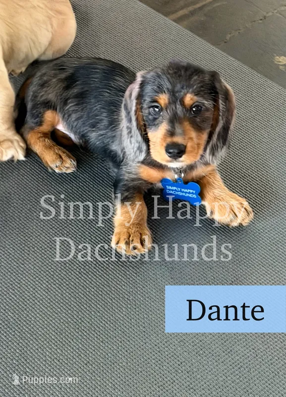Dante - Black & Tan Dapple Wire Dachshund – Miniature Dachshund puppy for sale in Pauls Valley, OK