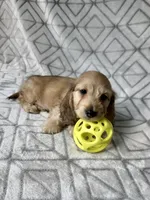 Albert - Cream Silky Wirehair Dachshund, a male Miniature Dachshund for sale in Pauls Valley, OK – 2 of 10