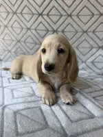 Caroline - Cream Longhair Dachshund, a female Miniature Dachshund for sale in Pauls Valley, OK – 5 of 10