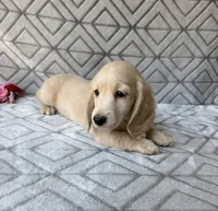Caroline - Cream Longhair Dachshund, a female Miniature Dachshund for sale in Pauls Valley, OK – 6 of 10