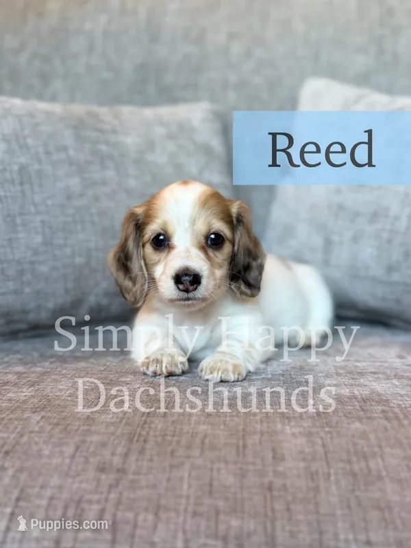 Reed - Cream Dapple Piebald Longhair Dachshund – Miniature Dachshund puppy for sale in Pauls Valley, OK