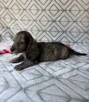 Laura - Cream Brindle Longhair Dachshund , a female Miniature Dachshund for sale in Pauls Valley, OK – 7 of 10