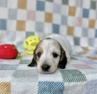 Aspen - Cream Piebald Longhair Dachshund, a male Miniature Dachshund for sale in Pauls Valley, OK – 9 of 10