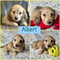 Albert - Cream Silky Wirehair Dachshund, a male Miniature Dachshund for sale in Pauls Valley, OK – 3 of 10