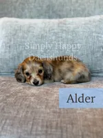 Alder - Cream Brindle Dapple Longhair Dachshund, a male Miniature Dachshund for sale in Pauls Valley, OK – 2 of 10