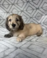 Carrie - Cream Brindle Dapple Silky Wirehair Dachshund, a female Miniature Dachshund for sale in Pauls Valley, OK – 5 of 10