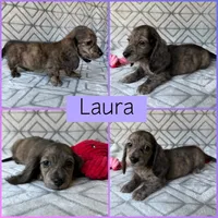 Laura - Cream Brindle Longhair Dachshund , a female Miniature Dachshund for sale in Pauls Valley, OK – 2 of 10