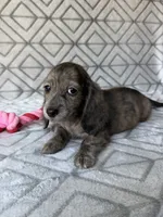 Laura - Cream Brindle Longhair Dachshund , a female Miniature Dachshund for sale in Pauls Valley, OK – 6 of 10