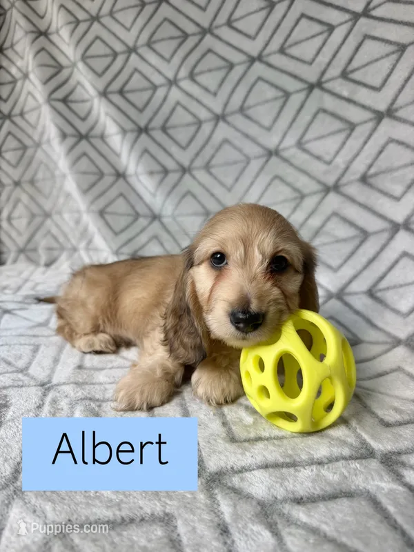 Albert - Cream Silky Wirehair Dachshund – Miniature Dachshund puppy for sale in Pauls Valley, OK