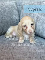 Cypress - Cream Longhair, a male Miniature Dachshund for sale in Pauls Valley, OK – 6 of 10