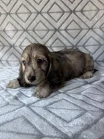 Mary - Cream Brindle Dapple Silky Wirehair Dachshund, a female Miniature Dachshund for sale in Pauls Valley, OK – 8 of 10