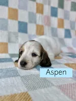 Aspen - Cream Piebald Longhair Dachshund, a male Miniature Dachshund for sale in Pauls Valley, OK – 6 of 10