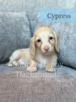 Cypress - Cream Longhair, a male Miniature Dachshund for sale in Pauls Valley, OK – 5 of 10