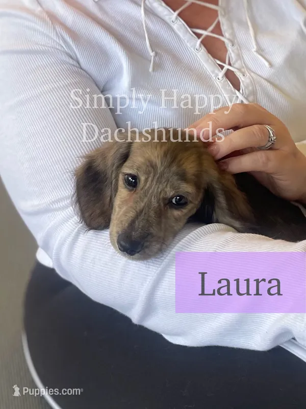 Laura - Cream Brindle Longhair Dachshund – Miniature Dachshund puppy for sale in Pauls Valley, OK