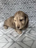 Grace - Cream Brindle Dapple Silky Wirehair Dachshund, a female Miniature Dachshund for sale in Pauls Valley, OK – 3 of 10