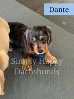 Dante - Black & Tan Dapple Wire Dachshund, a male Miniature Dachshund for sale in Pauls Valley, OK – 2 of 2