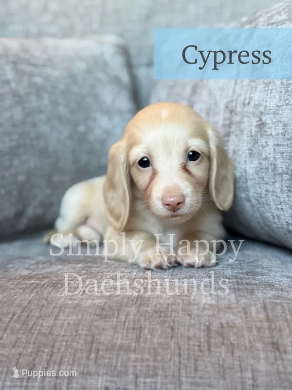 Cypress - Cream Longhair – Miniature Dachshund puppy for sale in Pauls Valley, OK