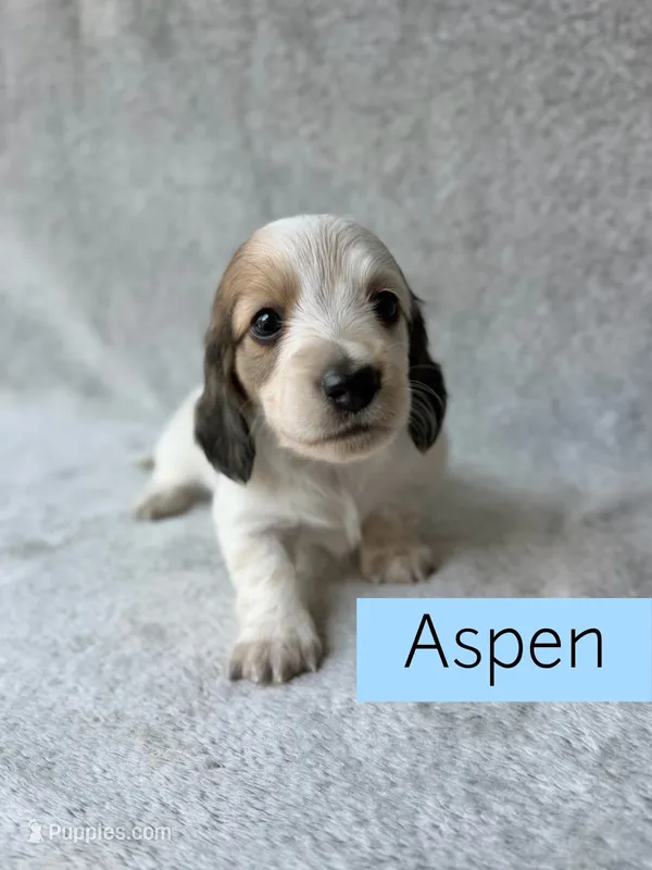 Aspen - Cream Piebald Longhair Dachshund – Miniature Dachshund puppy for sale in Pauls Valley, OK