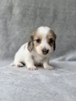 Reed - Cream Dapple Piebald Longhair Dachshund, a male Miniature Dachshund for sale in Pauls Valley, OK – 5 of 10