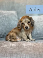 Alder - Cream Brindle Dapple Longhair Dachshund, a male Miniature Dachshund for sale in Pauls Valley, OK – 8 of 10