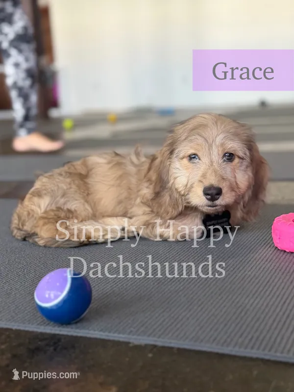 Grace - Cream Brindle Dapple Silky Wirehair Dachshund – Miniature Dachshund puppy for sale in Pauls Valley, OK
