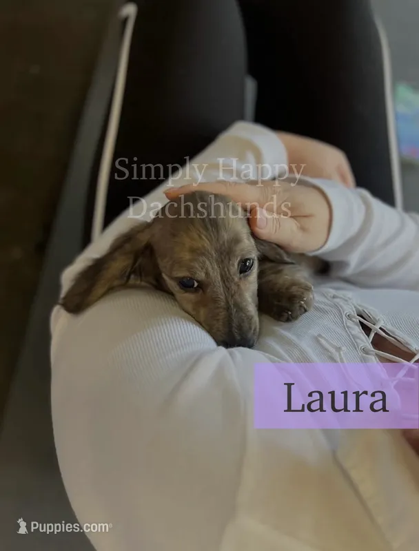 Laura - Cream Brindle Longhair Dachshund – Miniature Dachshund puppy for sale in Pauls Valley, OK