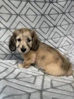 Carrie - Cream Brindle Dapple Silky Wirehair Dachshund, a female Miniature Dachshund for sale in Pauls Valley, OK – 10 of 10