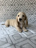 Caroline - Cream Longhair Dachshund, a female Miniature Dachshund for sale in Pauls Valley, OK – 3 of 10