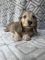 Grace - Cream Brindle Dapple Silky Wirehair Dachshund, a female Miniature Dachshund for sale in Pauls Valley, OK – 7 of 10
