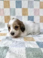 Reed - Cream Dapple Piebald Longhair Dachshund, a male Miniature Dachshund for sale in Pauls Valley, OK – 2 of 10