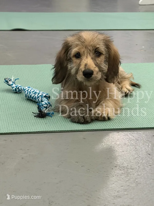 Carrie - Cream Brindle Dapple Silky Wirehair Dachshund – Miniature Dachshund puppy for sale in Pauls Valley, OK