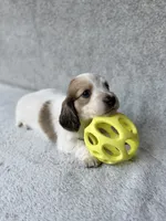 Aspen - Cream Piebald Longhair Dachshund, a male Miniature Dachshund for sale in Pauls Valley, OK – 3 of 10