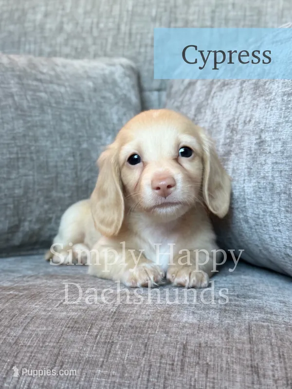 Cypress - Cream Longhair Dachshund – Miniature Dachshund puppy for sale in Pauls Valley, OK