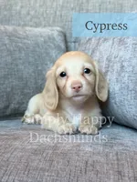 Cypress - Cream Longhair, a male Miniature Dachshund for sale in Pauls Valley, OK – 10 of 10