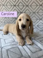 Caroline - Cream Longhair Dachshund, a female Miniature Dachshund for sale in Pauls Valley, OK – 1 of 10